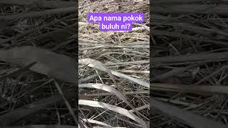 Apa Nama Pokok Buluh Ni