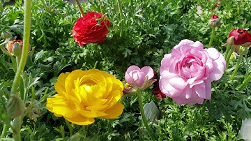 화려한 장미같은 봄의화초 * 라넌큘러스*《Beautiful Spring flower plant - Ranunculus 》