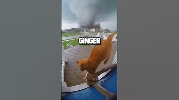This CAT saved a MONKEY !