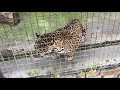 Милый и дружелюбный ягуар в Тайгане! Cute and friendly jaguar in Taigan!