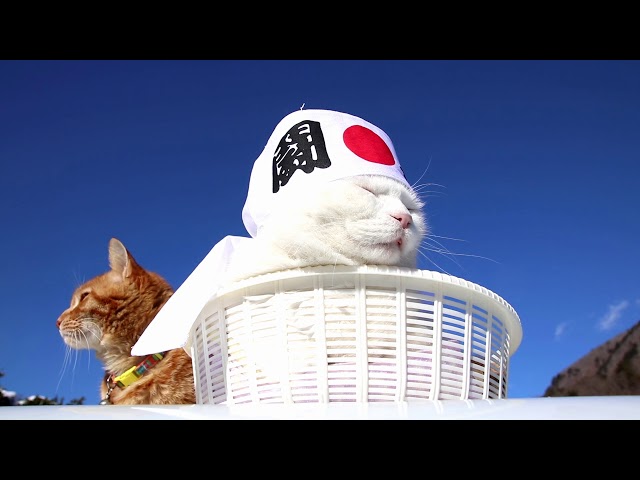 のせ猫 x 闘魂 2018