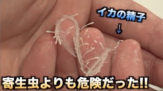 【検証】イカの精子を絶対食べてはいけない理由がわかる動画