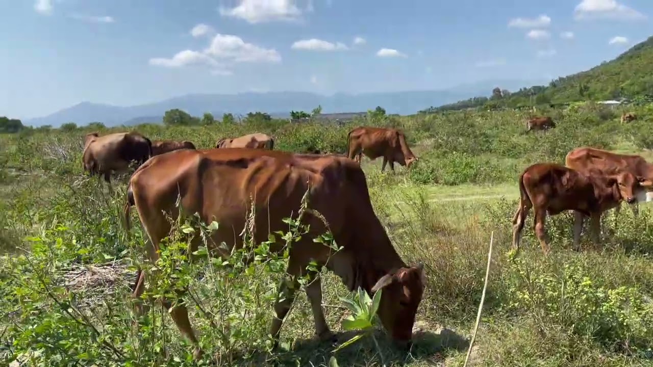 Một buổi sáng đàn bò đi ăn bãi mới
