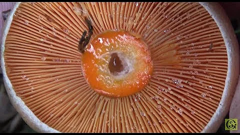 Какие грибы растут на Куршской косе