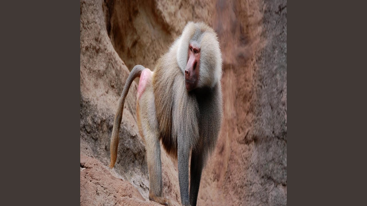 Obejrzyj Baboon w YouTube Obejrzyj Baboon w YouTube