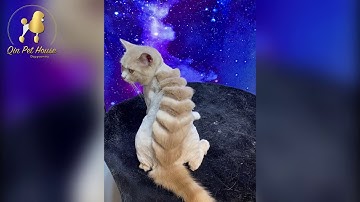 Cắt tỉa lông mèo, tạo style nào cho thật ngầu ae nhỉ - QinPetHouse
