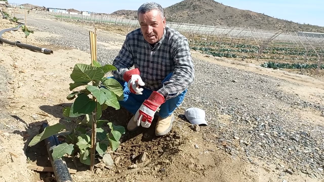 تسميد  وتقليم التين بالسماد العضوي  والكبريت الزراعي Fertilizing and pruning figs tree