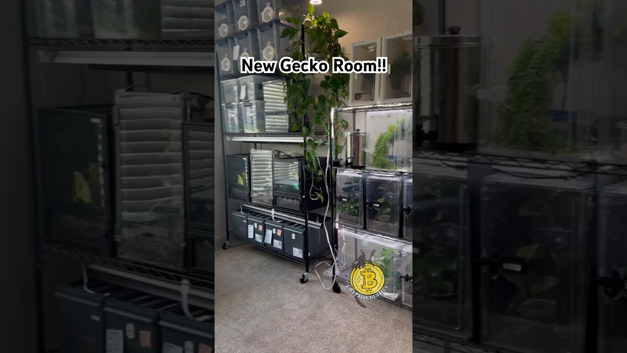 Loving my new crested gecko room! 