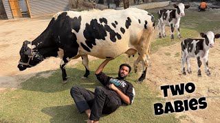 Hmari Gaaiya K 2 2 Bachy Inshallah