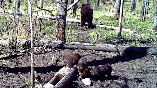 Полтора месяца из жизни в дикой природе. Уникальные кадры поведения диких животных.