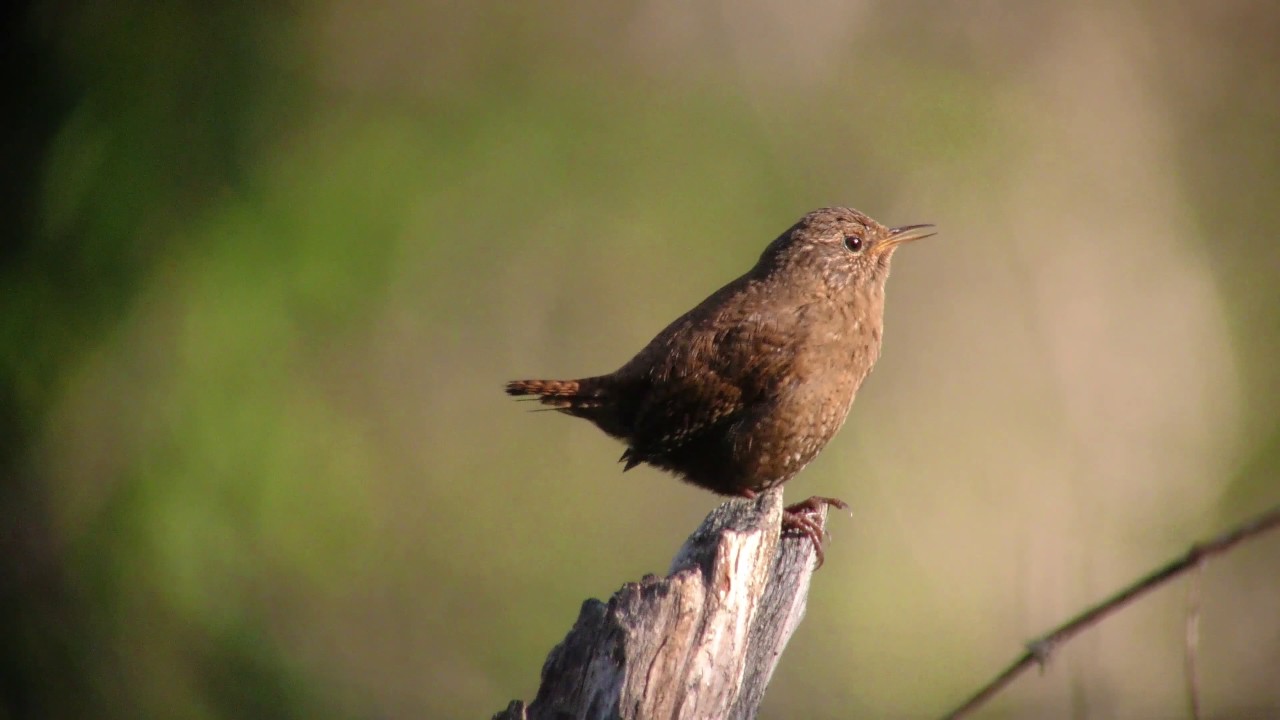 4K] ミソサザイ（3）さえずり（戸隠） - Eurasian Wren - Wild Bird