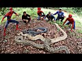 Brave Spider-Man Team Confronts 3 Giant Python