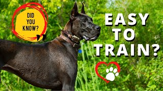 Are Great Danes Easy To Train, Let's Find Out 🐾🐶