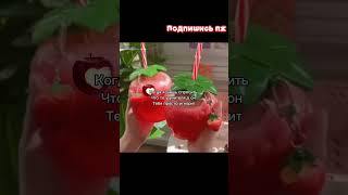 жиза 😭 #рек #рекомендации #мем #популярное #хзчтоснимать #нетхейту