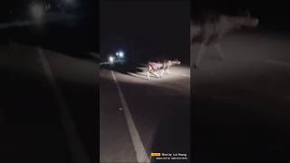 Car Hit Buffalo | Learn This Important Road Safety Lesson #shorts #animal #accident