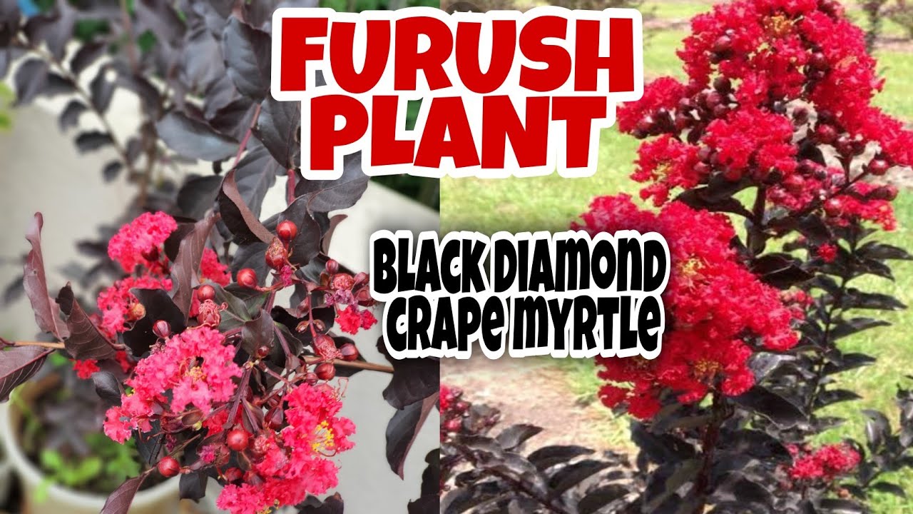 FURUSH PLANT CARE & GROW🌱Pride of India 🇮🇳Black Diamond Crape Myrtle 🌿