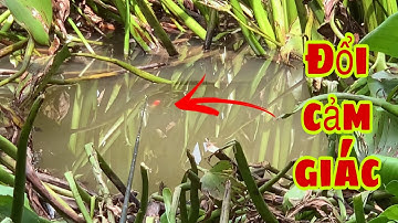 Câu Cá Rô Đồng Bằng Mồi Câu Cá Tra Sông Mà Vẫn Dính Liên Tục | Fishing - Miền Tây