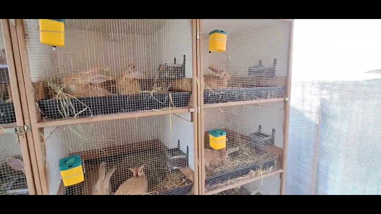 IEPURI | TINERET 2024