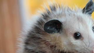 The Possum Lyrics - Lyrics for the Children's Song