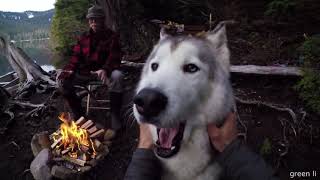 Смешные Коты и Собаки 2019 - Лучшие Приколы с Животными #143 - greenli Смешные Коты и Собаки 2019 - Лучшие Приколы с Животными #143 - greenli