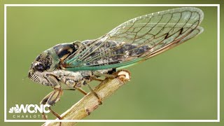 Spring is returning soon, and so are the cicadas in South Carolina