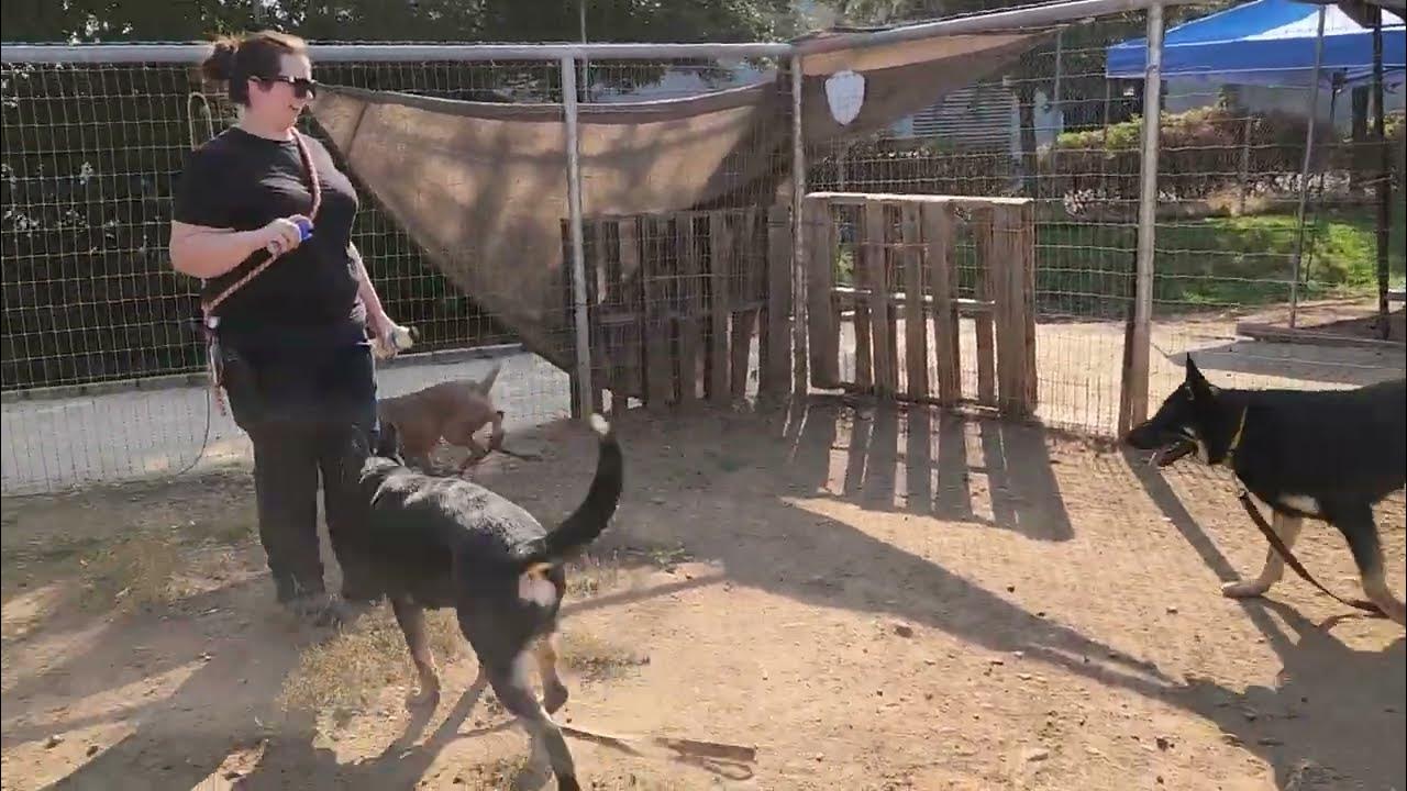 majesty and friends, available to adopt, Bradshaw animal shelter