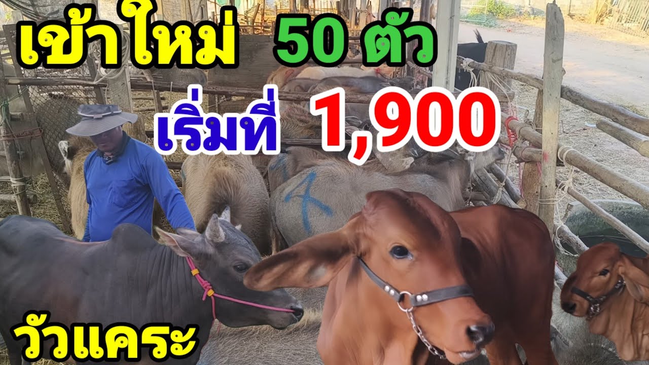 22 ก.พ.69 เข้าใหม่ 50 ตัว ชานนท์คนเลี้ยงวัว กลับมาแล้ว เริ่มต้นที่ 1900 บาn 