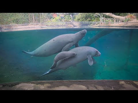 Kleine zeekoe geboren om 09:18, 30 december | Livestream 4K
