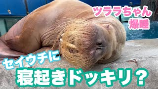 《鳥羽水族館》セイウチのツララちゃんに寝起きドッキリ！？ by 鳥羽水族館 TOBA AQUARIUM 14,112 views 1 year ago 3 minutes, 19 seconds