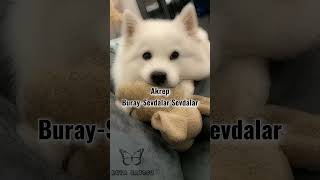 Burçlara Göre Şarkılarpart 2 Şfet Şfetbeniöneçıkar Şfetedüş Çlaragöre