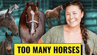 Heres Every Single One Of My 30 Horses