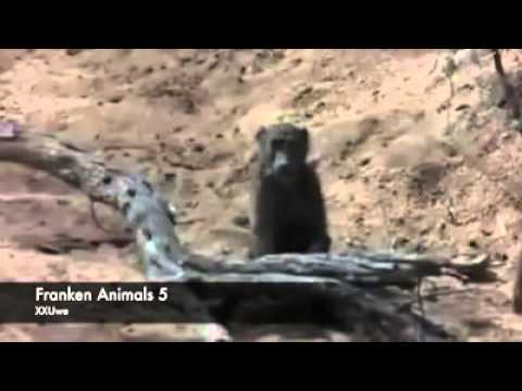 Wie betrunken sind die Tiere