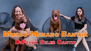 SANGAT BERBAHAYA ‼️ MUSSO SANG PITBULL GANAS DIPELUK SELEB CANTIK