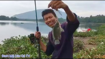 test bài mồi nền ủ dính rô phi và cá trôi ở Hồ núi le xuân lộc đồng nai! #58