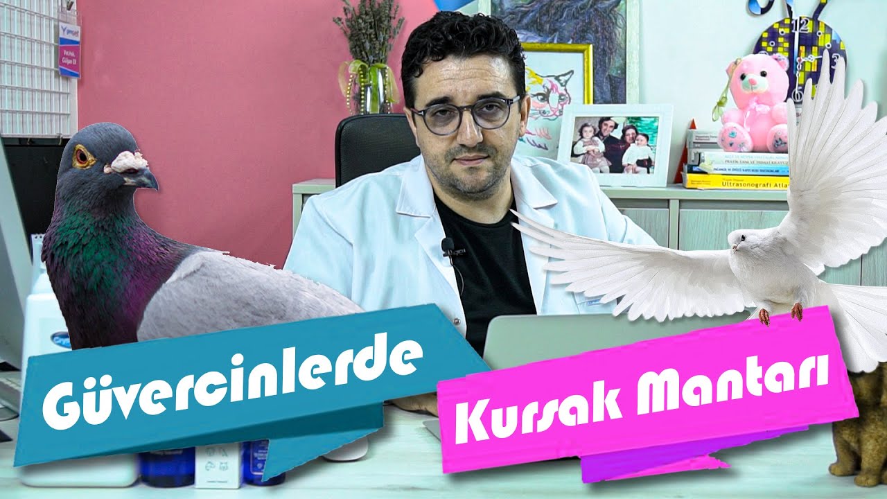 Güvercinlerde Kursak Mantarı Neden Oluşur? Nasıl Önleyebiliriz?