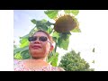 HOW TO PLANT SUNFLOWERS FROM SEEDS IN THE GARDEN ( @ Marcy Green Vlog)