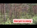 Отличная прогулка по лесу