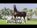 STALLION ARJUN /MANN HORSE PHOTOGRAPHY