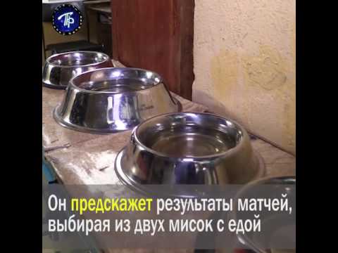 В Петербурге выберут