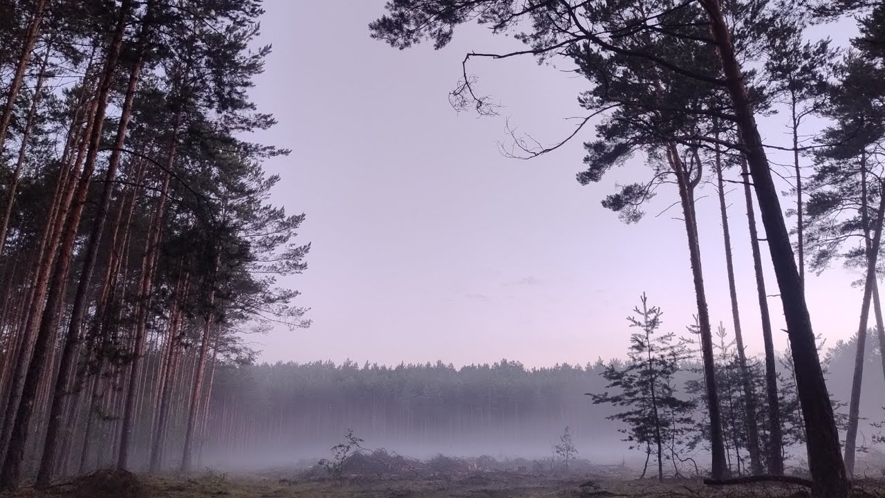 Nocna zmiana w lesie – Harvester Komatsu 901 w akcji!