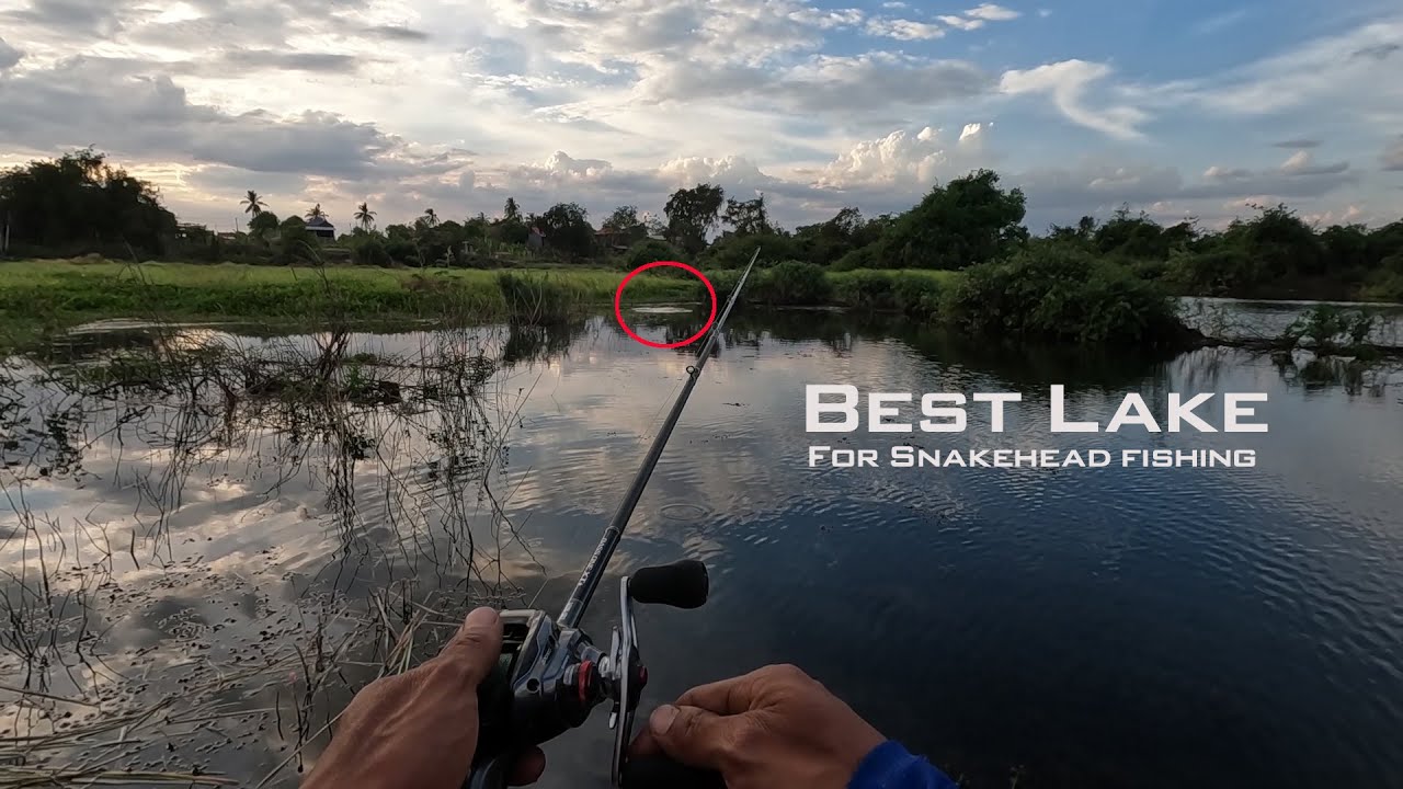 WIN Bass Fishing| Snakehead Fishing with live frog fishing Bait in the Beautiful lake