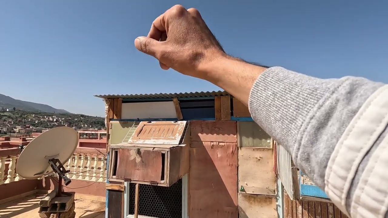 سباق الحمام الزاجل ..... كيفاش غادي نخدم مع لحمام لسباق 350 كلم (أرݣانة)