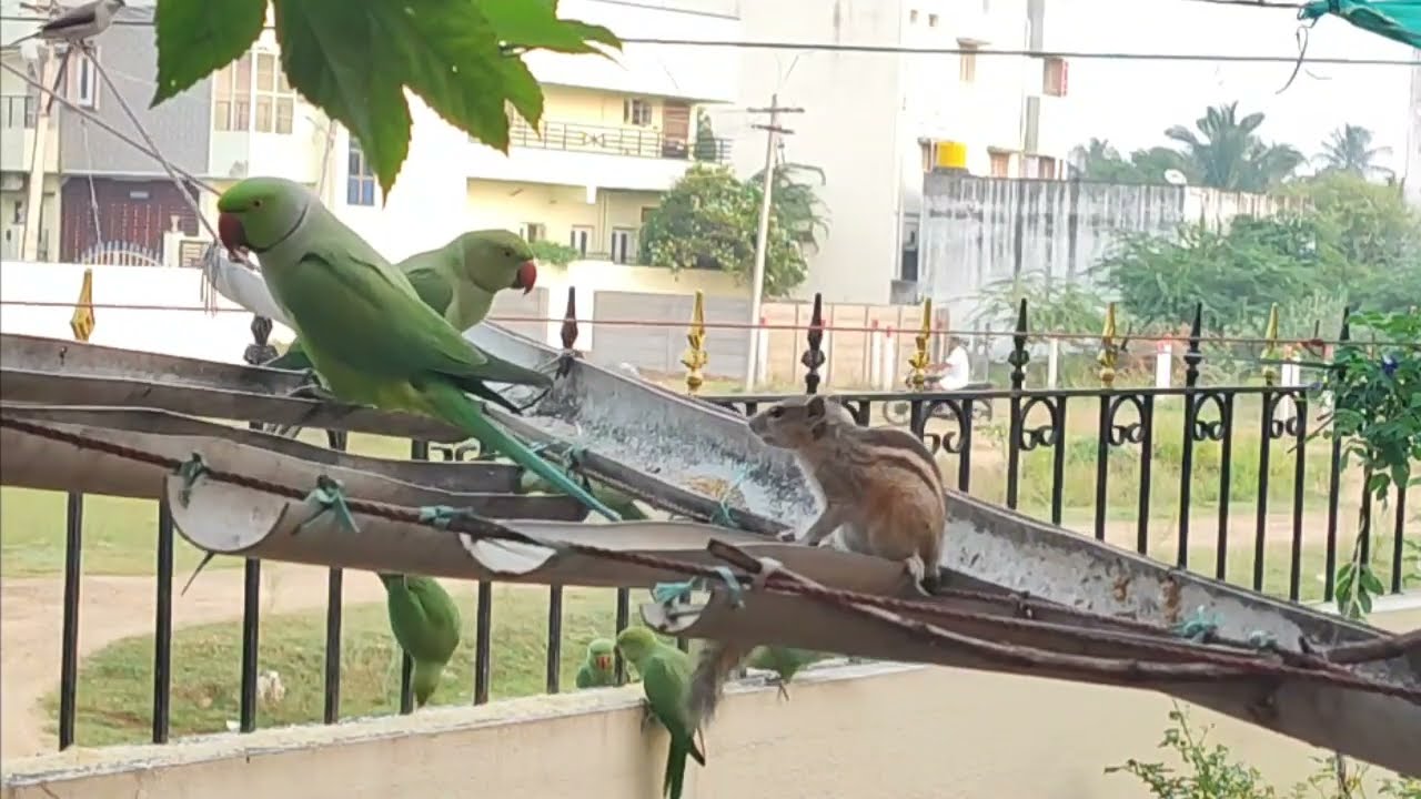 🦜#☝️அழகான கிளிகள் அணில்🐿️#skyfire #shortsfeet #shots #youtubeshorts #youtubevideo#tringvideo#viwers 