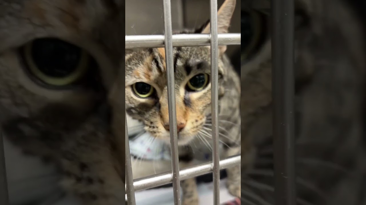 People swim through floodwaters to rescue animals at N.J. shelter