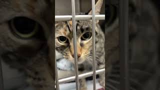 People swim through floodwaters to rescue animals at N.J. shelter
