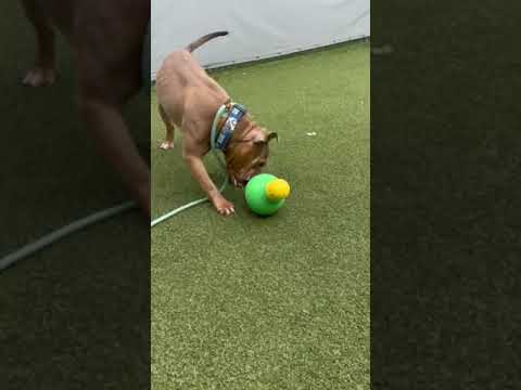 Meet Kilo a Terrier, Pit Bull currently available for adoption! 4/21/2025 12:09:54 PM