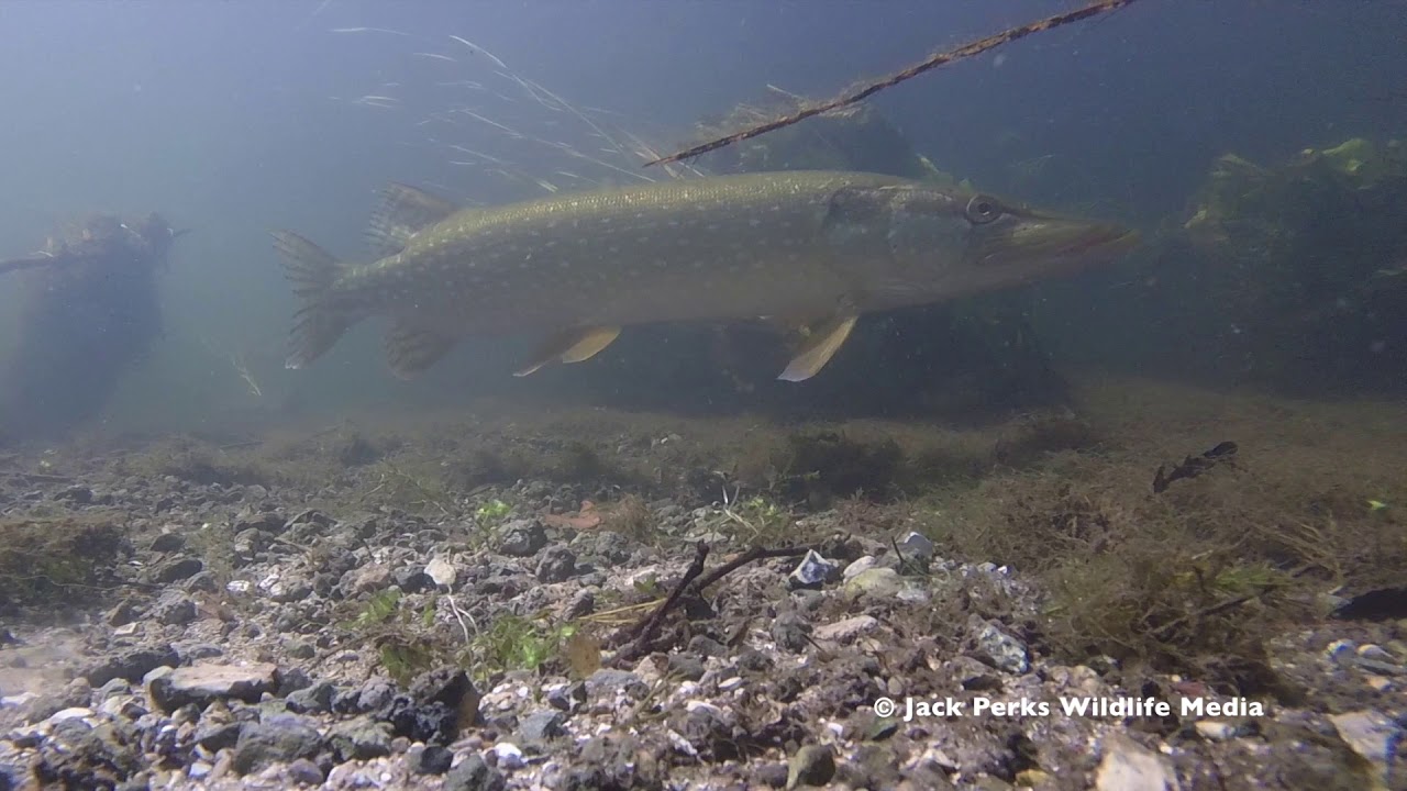 camera iphone 8 plus apk Chalk Streams Underwater: Pike