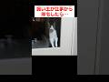 甘えたくて玄関までお出迎えしちゃう猫たち