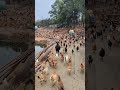 A Black Dog Leading a Massive Flock of Chickens Down the Road – Funny Farmyard Chase!