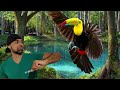 ave de bico verde : tucano da fauna brasileira /animal é Daora